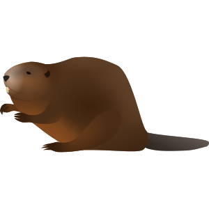 beaver